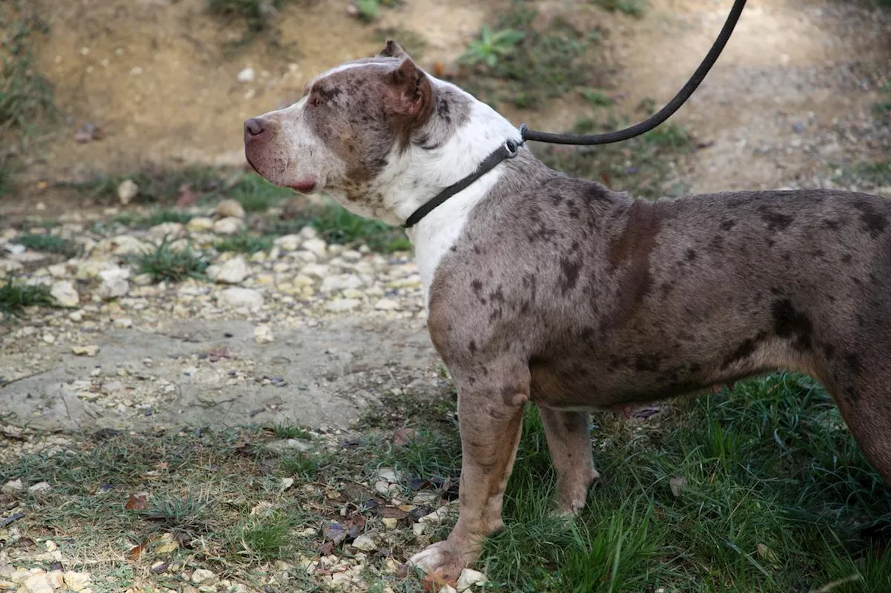 Dordogne : ce que l’on sait sur le joggeur attaqué par des chiens en Bergeracois