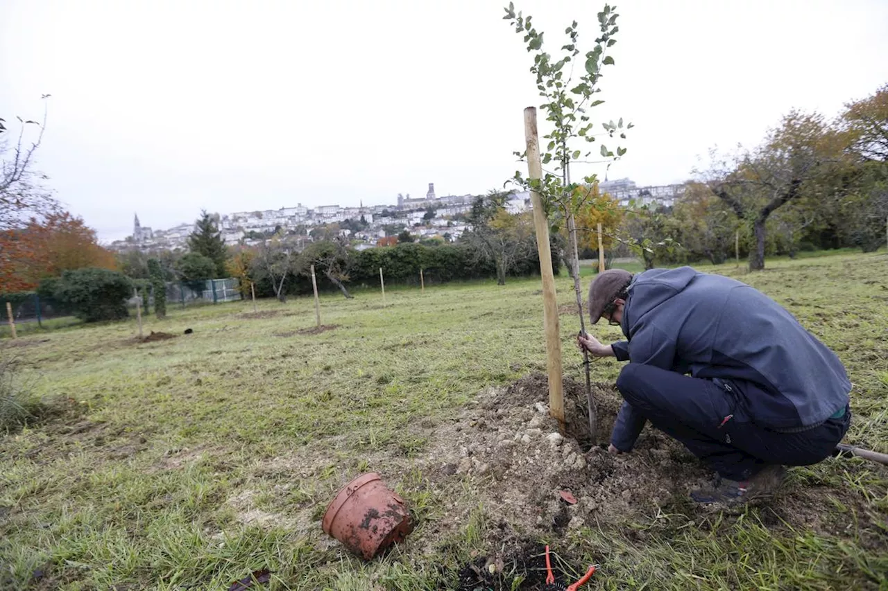 Fête de l’arbre en Lot-et-Garonne : pourquoi le dicton de la Sainte-Catherine a pris un coup de chaud ?