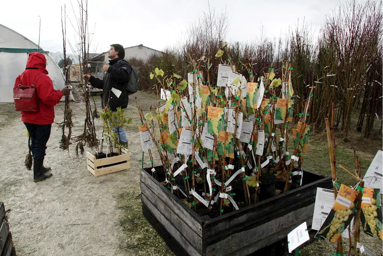 Montesquieu : 6 000 arbres fruitiers de variétés anciennes proposés à la vente