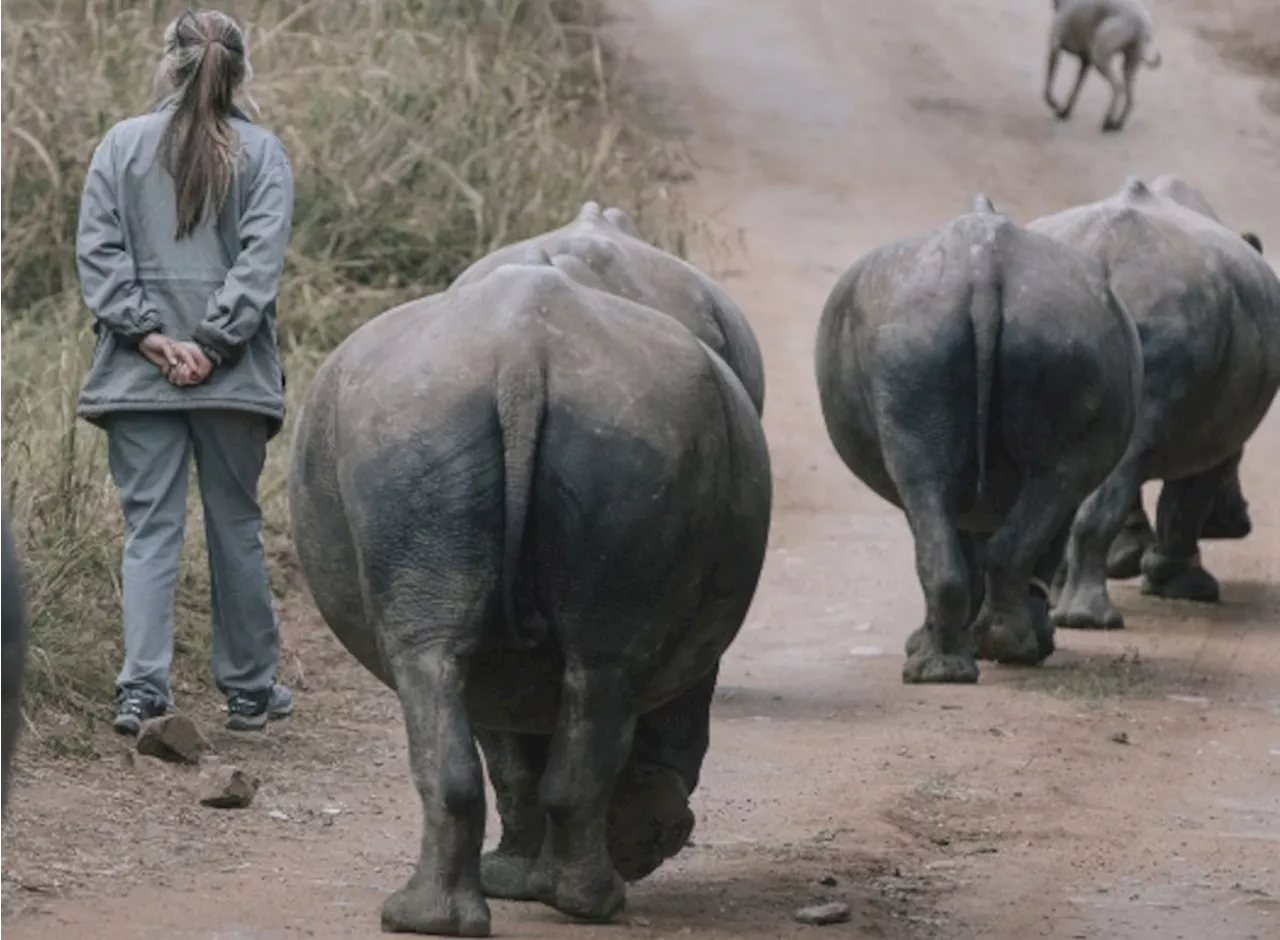 Incredible footage of rhino birth at South African sanctuary