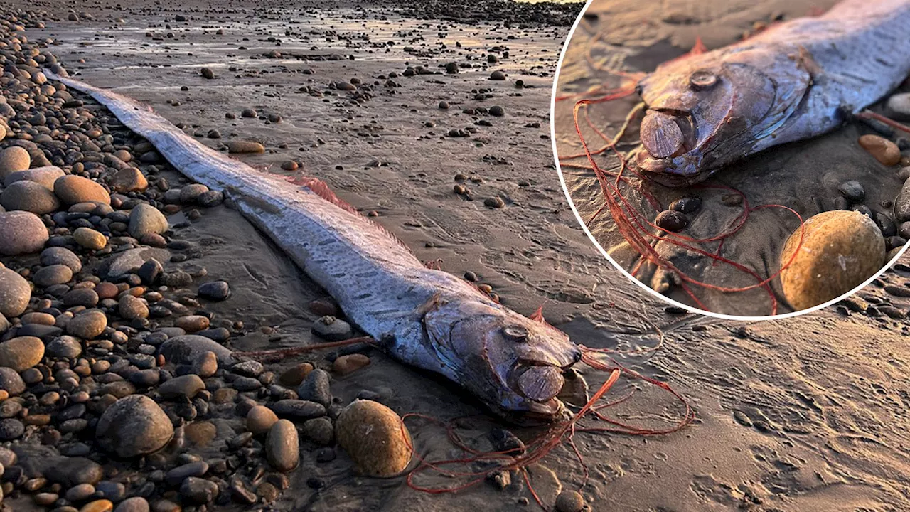 Terrifying 30ft Doomsday fish keep washing up on shore – and folklore suggests could be a bad omen...