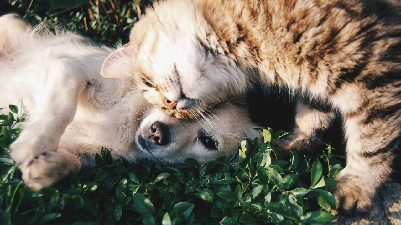 Pene più severe per chi uccide o maltratta gli animali: ecco cosa cambia