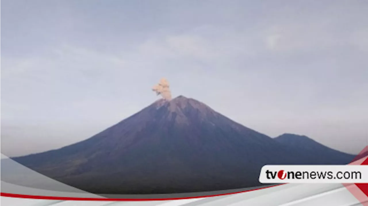 Gunung Semeru Kembali Erupsi Hari Ini, Tinggi Letuasn Mencapai 800 Meter di Atas Puncak