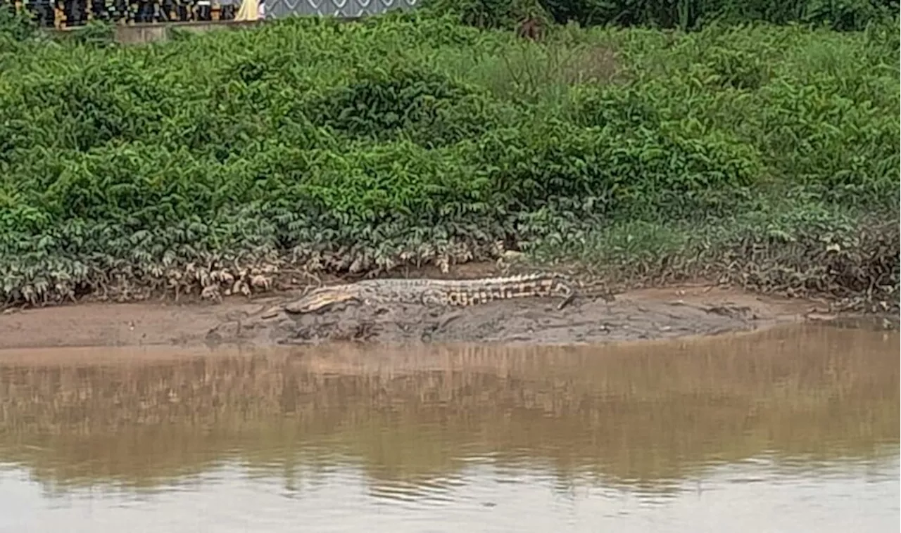 Sang bedal kembali resahkan penduduk Kampung Tengah