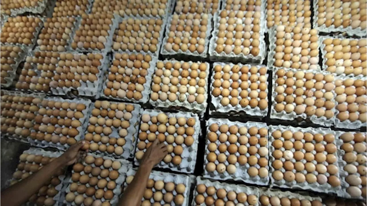 Daftar Harga Pangan 21 November 2024: Telur Ayam hingga Minyak Goreng Naik