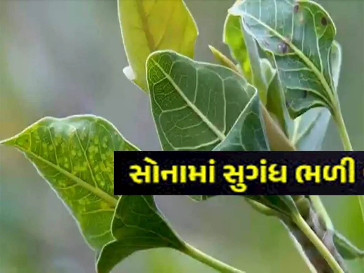 માત્ર 15 જગ્યાએ જ છે આ ઔષધિય ગુણો ધરાવતું અને દુર્લભ મનાતું વૃક્ષ! હવે આખા ગુજરાતમાં રોપાશે