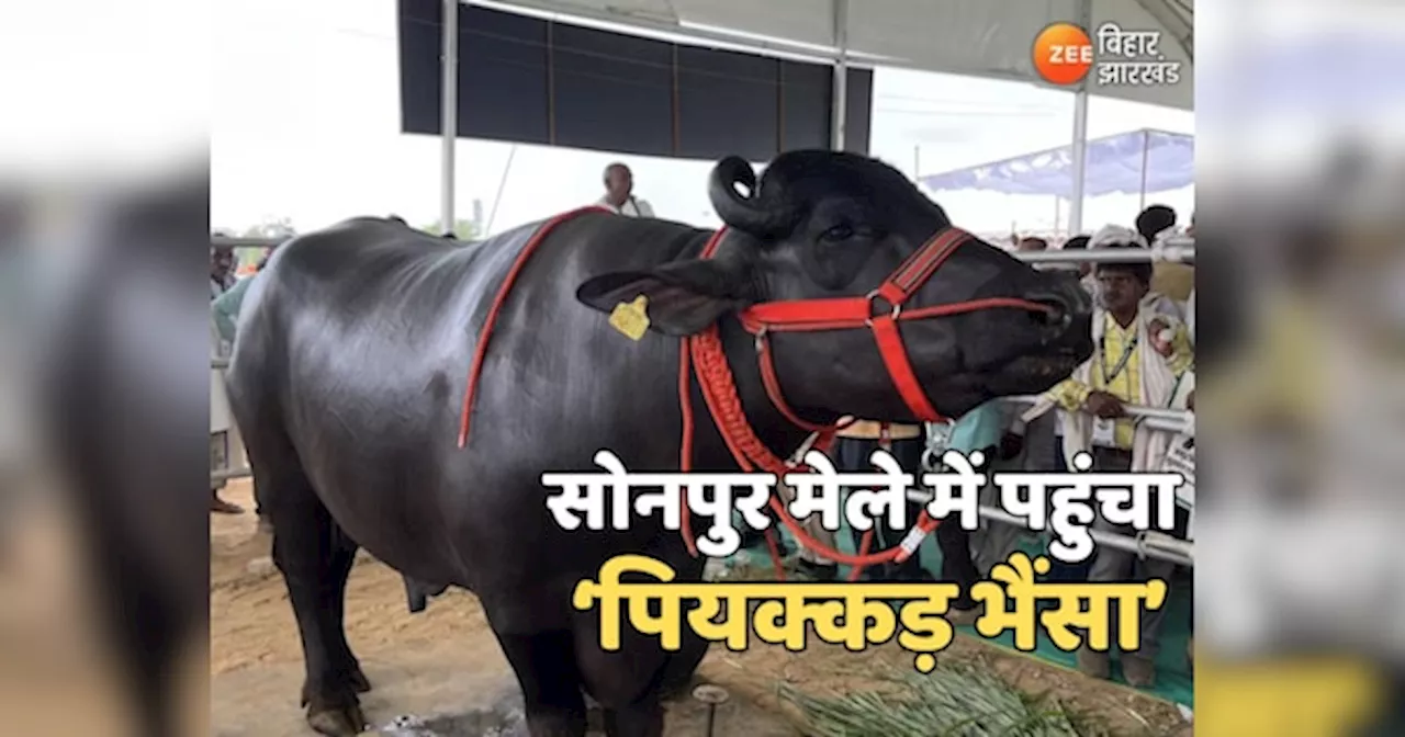 2 Crore Buffalo Raja: सोनपुर मेले में पहुंचा पियक्कड़ भैंसा, शराबबंदी वाले बिहार में शराब न मिलने से है परेशान