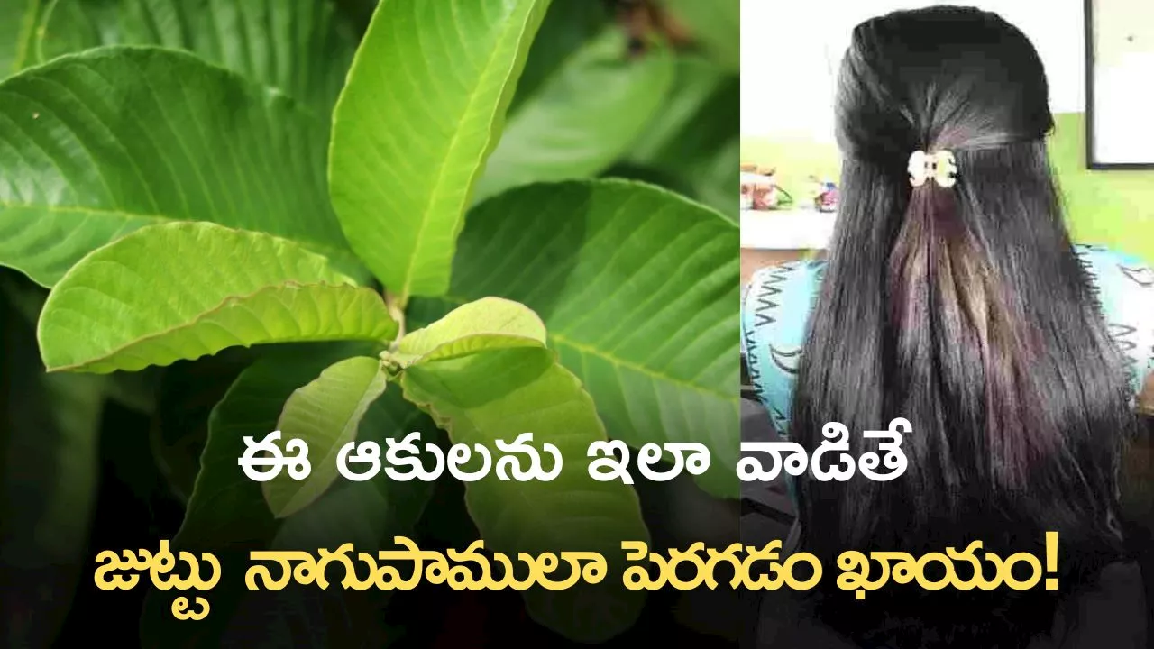 Guava Leaves: ఈ ఆకులను ఇలా వాడితే జుట్టు ఒత్తుగా.. నాగ సాదులా జుట్టులా పెరుగుతుంది.!