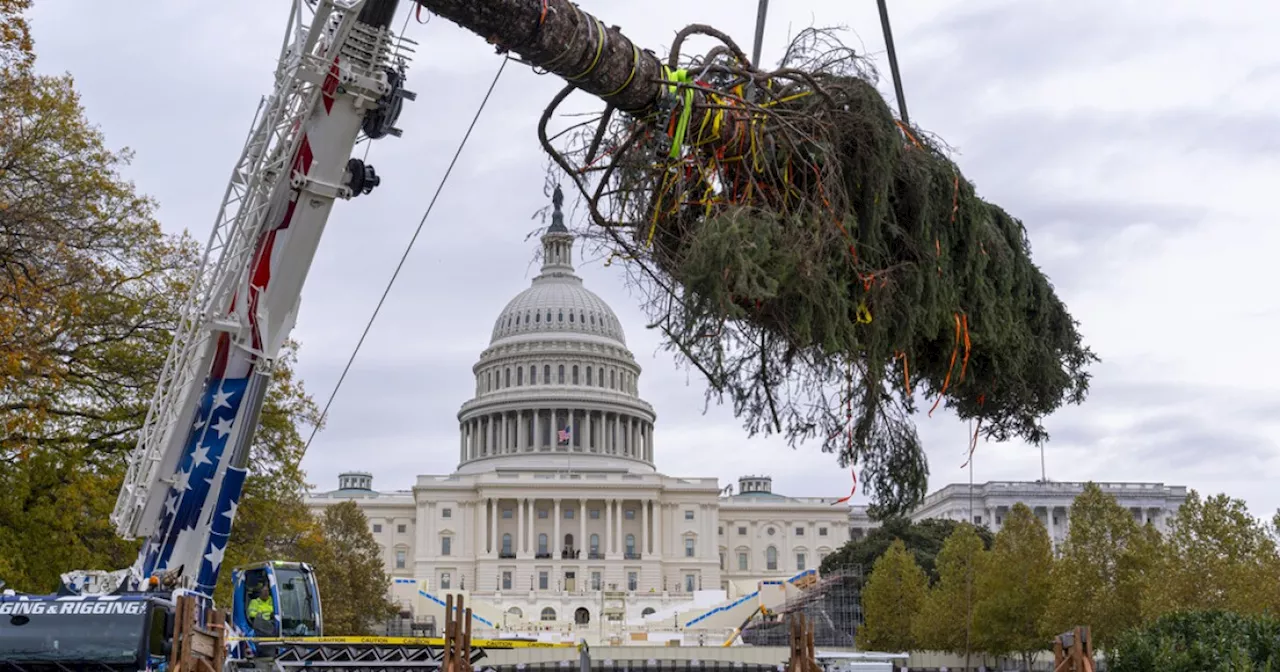 Capitol Christmas tree arrives in Washington after 4,000-mile journey from Alaska