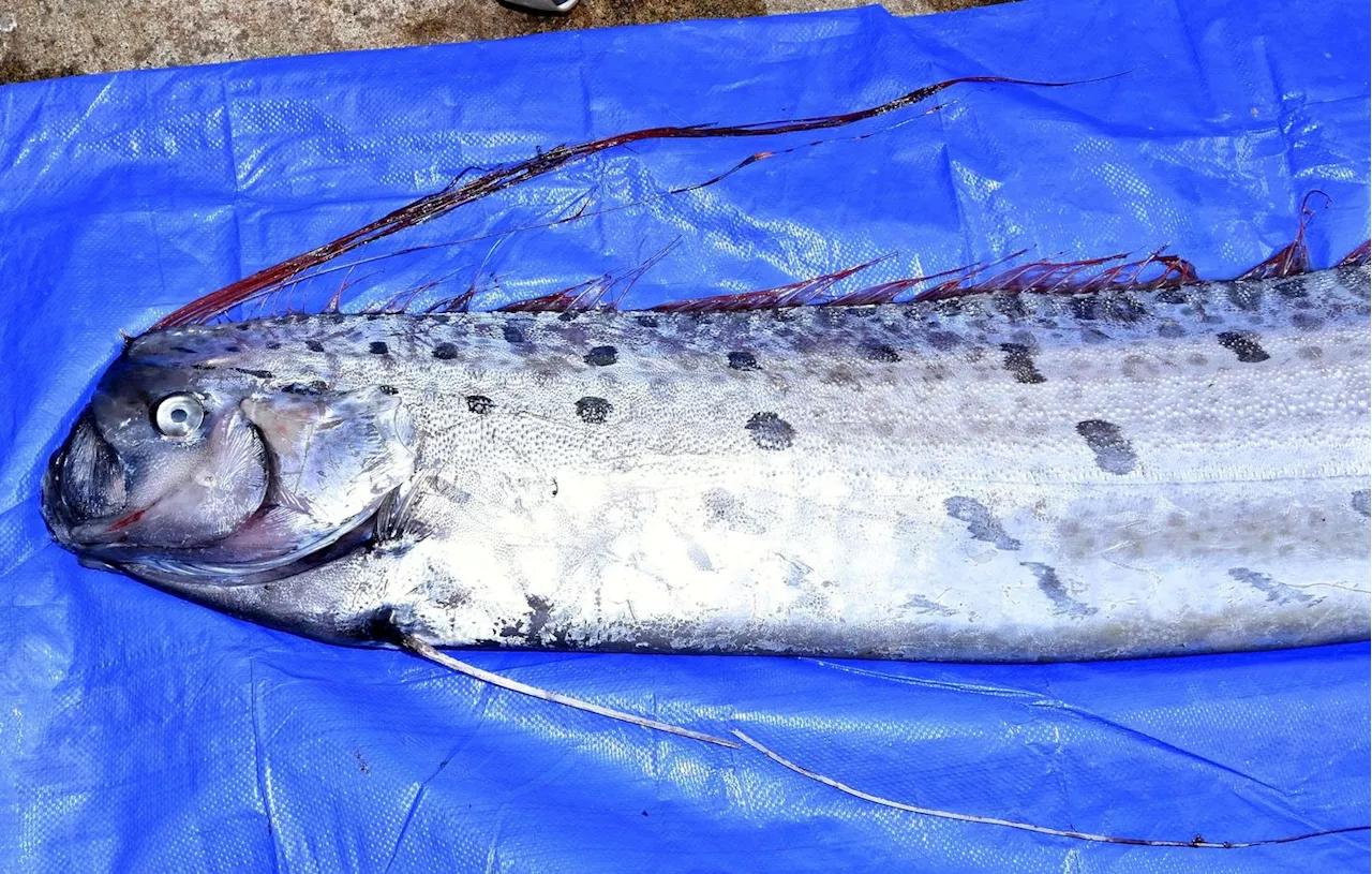 Un rare « poisson de l’apocalypse » découvert sur une plage de Californie