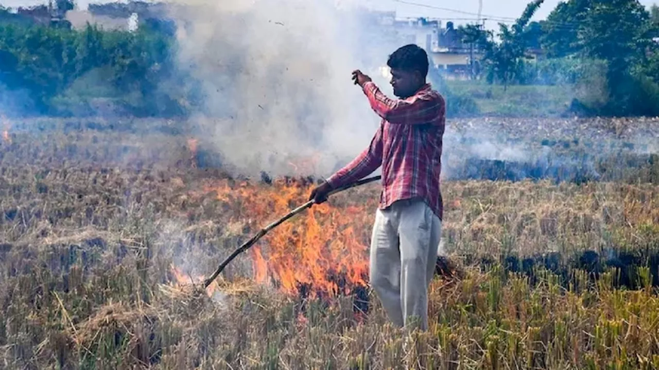 लगा पराली जलाने का आरोप तो नहीं मिलेगा वकील, मध्य प्रदेश HC बार एसोसिएशन का ऐलान