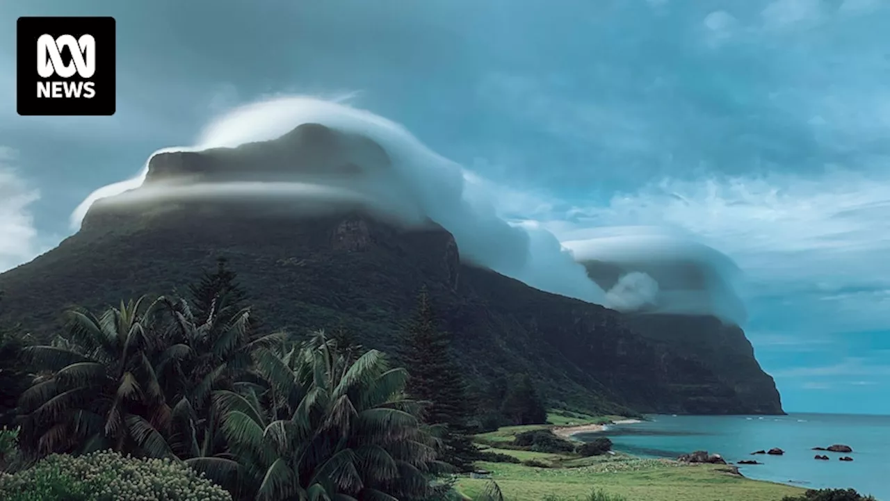 Lord Howe Island cloud forest species thrive after rodent eradication program