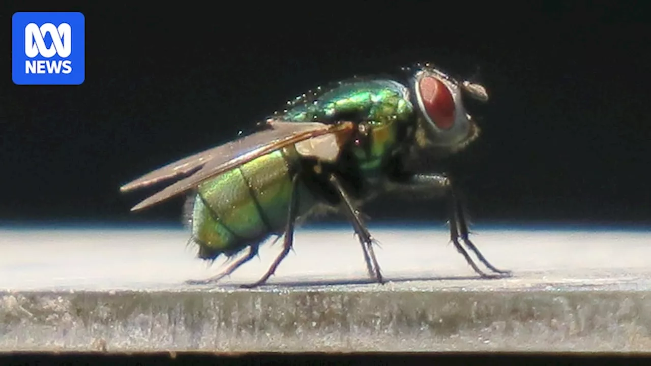 Shooing away more flies than usual? Climate change could be boosting fly numbers