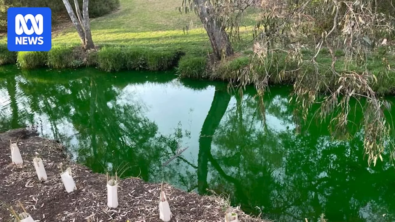 Suspected fluorescent dye spill turns Yarraville creek neon green