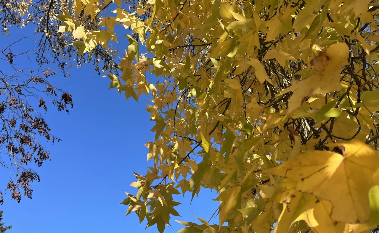 Dix degrés de moins : ce qu'annonce Météo France pour Toulouse et l'Occitanie ce vendredi