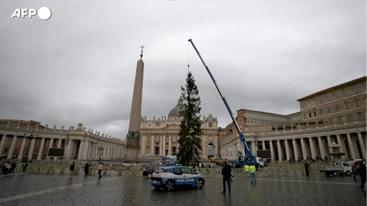 Innalzato in Piazza San Pietro l'abete di Natale proveniente dal Trentino