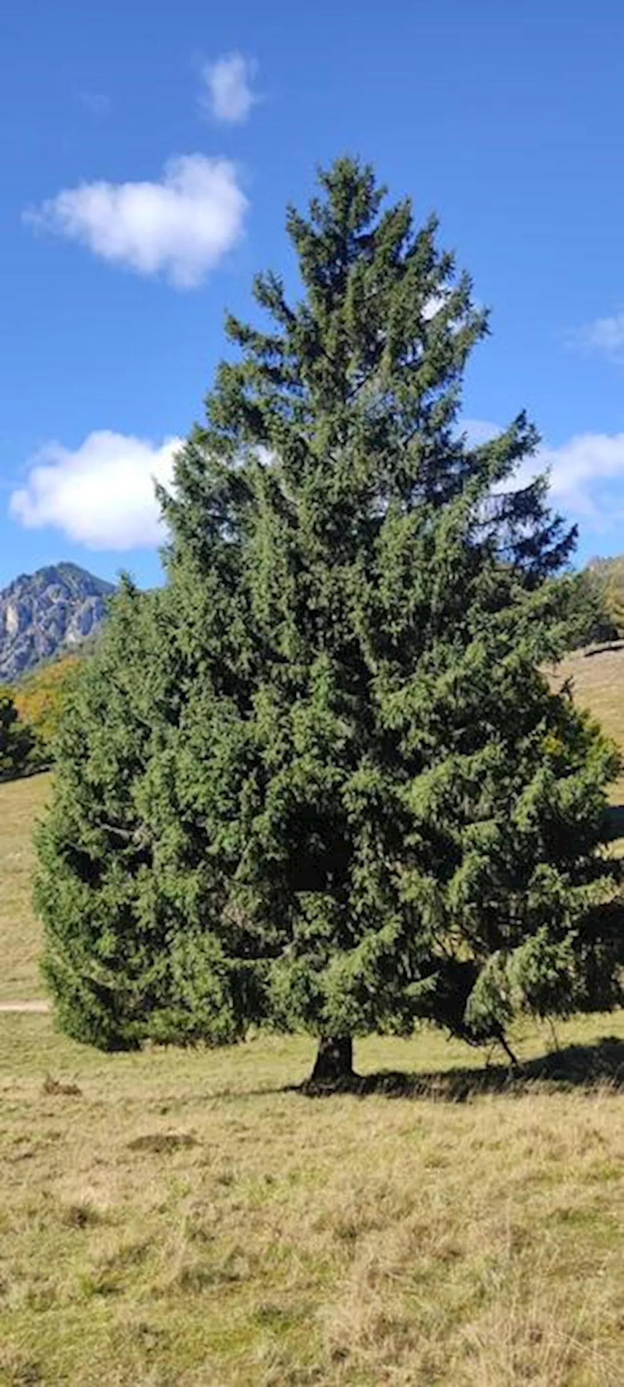 Natale, Pefc: gli alberi veri sono la scelta più sostenibile