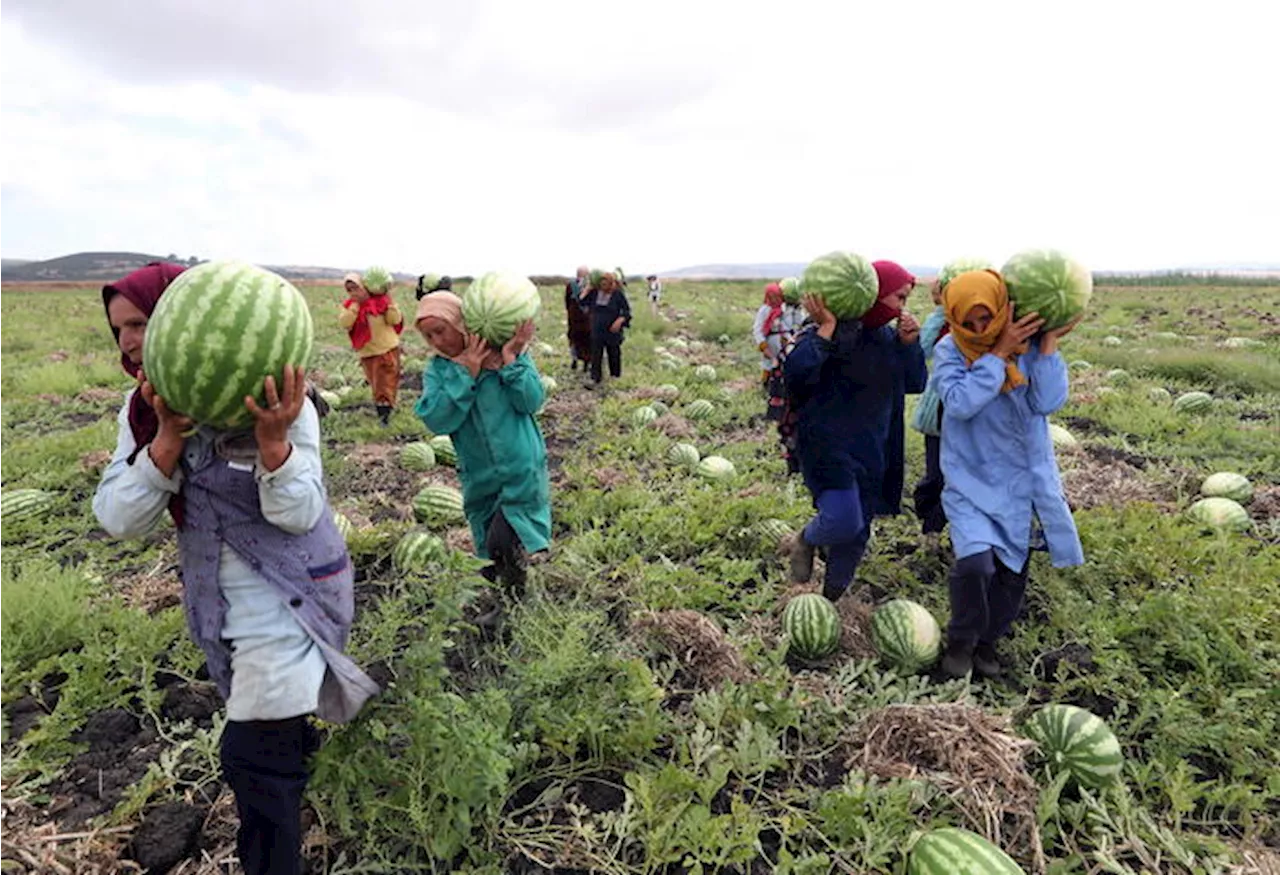 Tunisia: crescita a +1,3% nel 2024, trainata da agricoltura