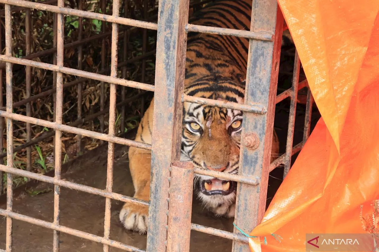 COP edukasi siswa tentang harimau Sumatra dan TWA Rimbo Panti