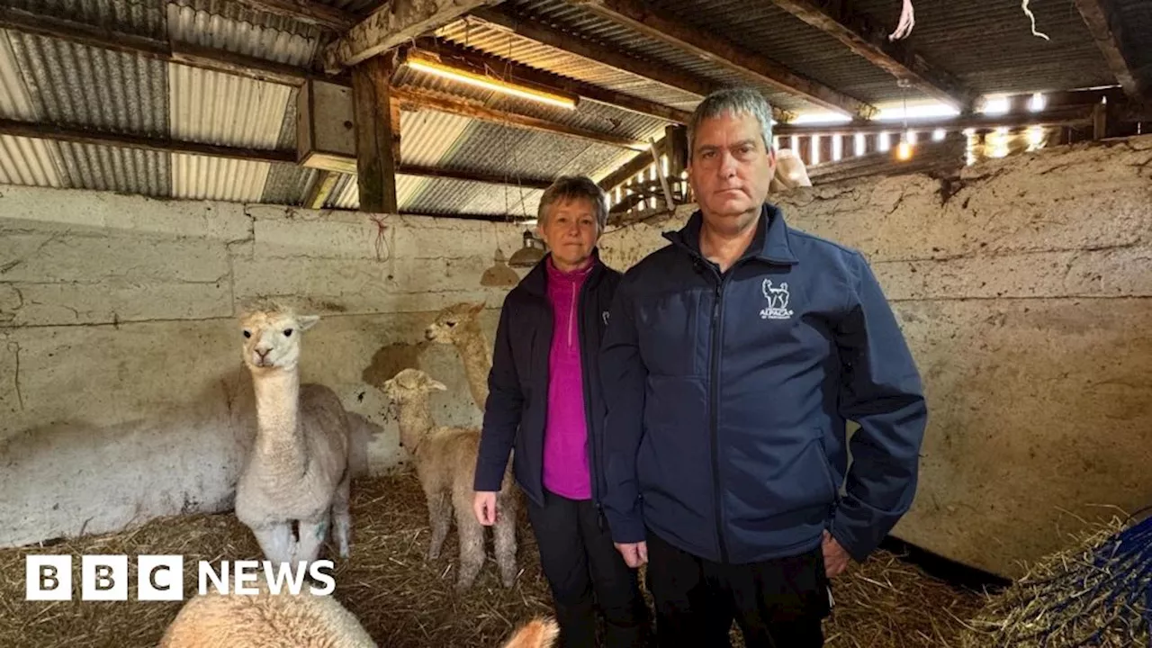 Devon farmers 'devastated' after dogs attack alpacas