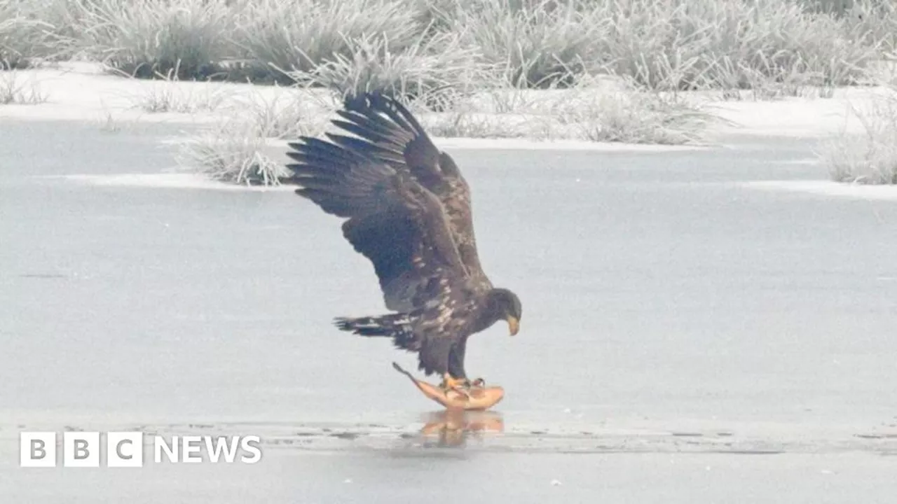 White-tailed eagles to be released in Exmoor National Park