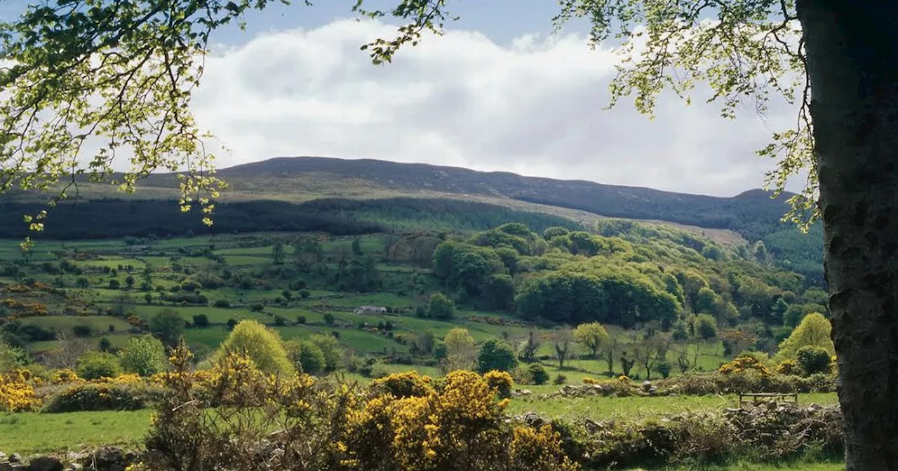 NI Council collects over £420k from forest park charges in six months