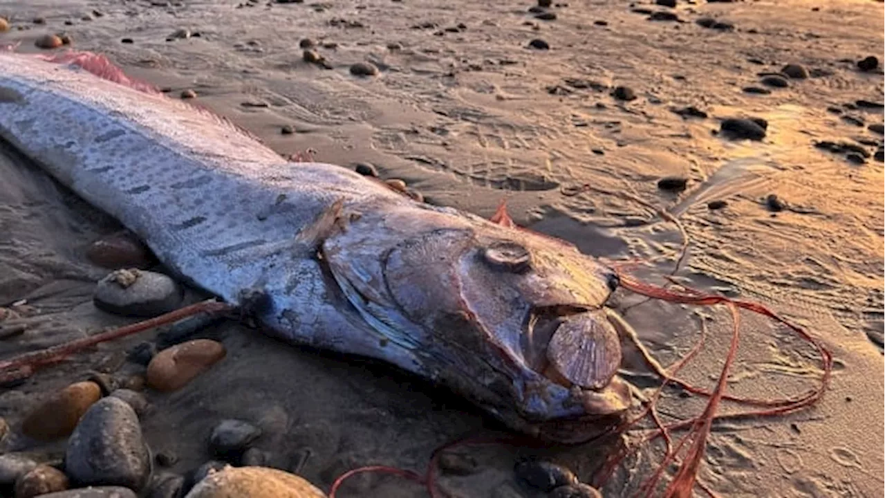 These rare and mysterious deepsea fish are washing up in California, and no one's sure why