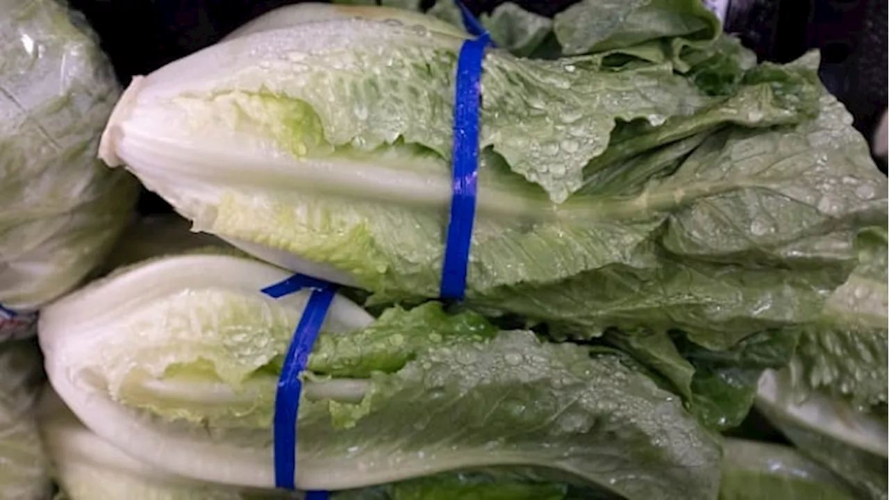 Why E. coli linked to romaine lettuce remains 'an extremely difficult problem'