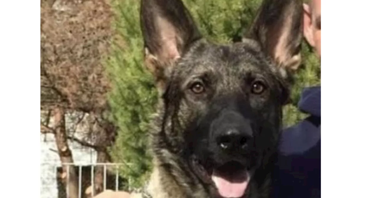 Illinois State Police K9 officer Riggs dies from 'cardiac event'