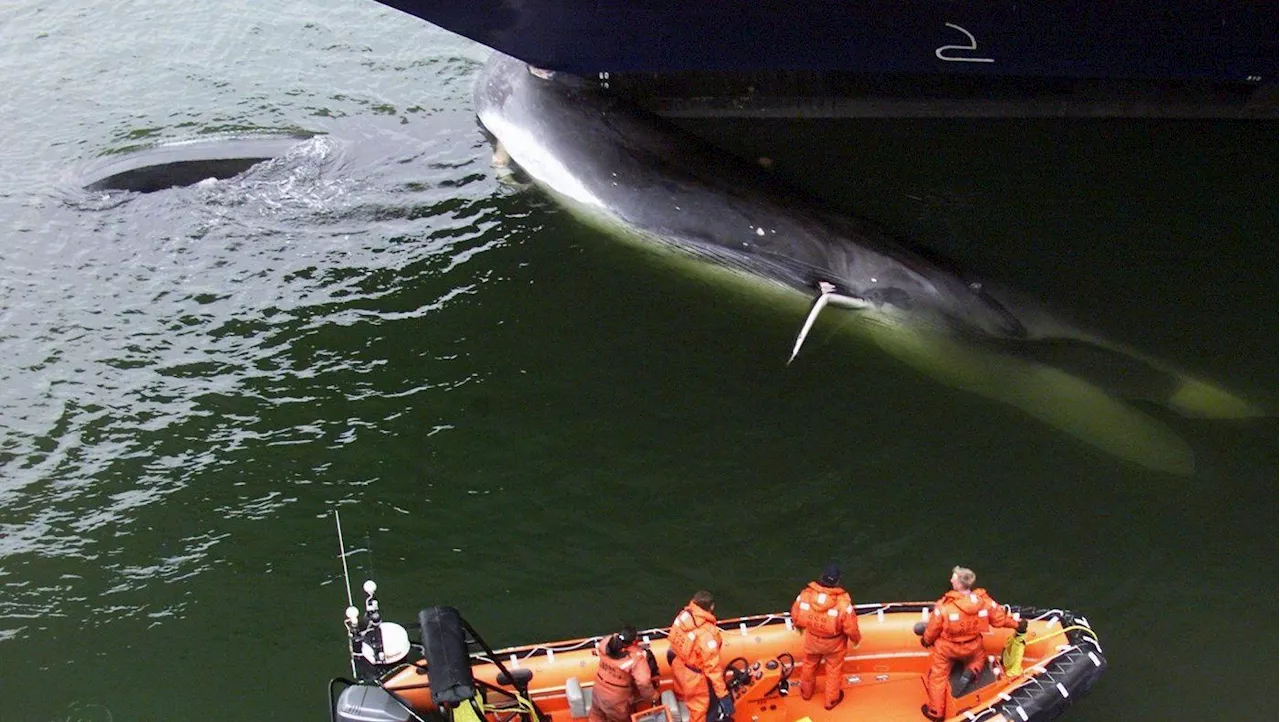 Ship strikes kill thousands of whales. A study of hot spots could map out solutions