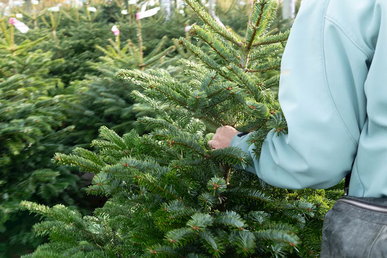 Noël 2024 : voici le meilleur moment pour acheter son sapin