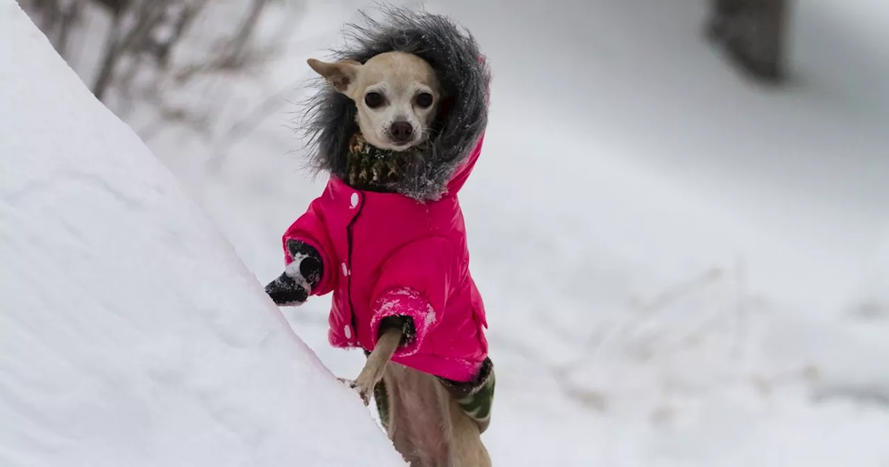 Dog owners issued 'toxic' warning ahead of Storm Bert bringing '40cm of snow'