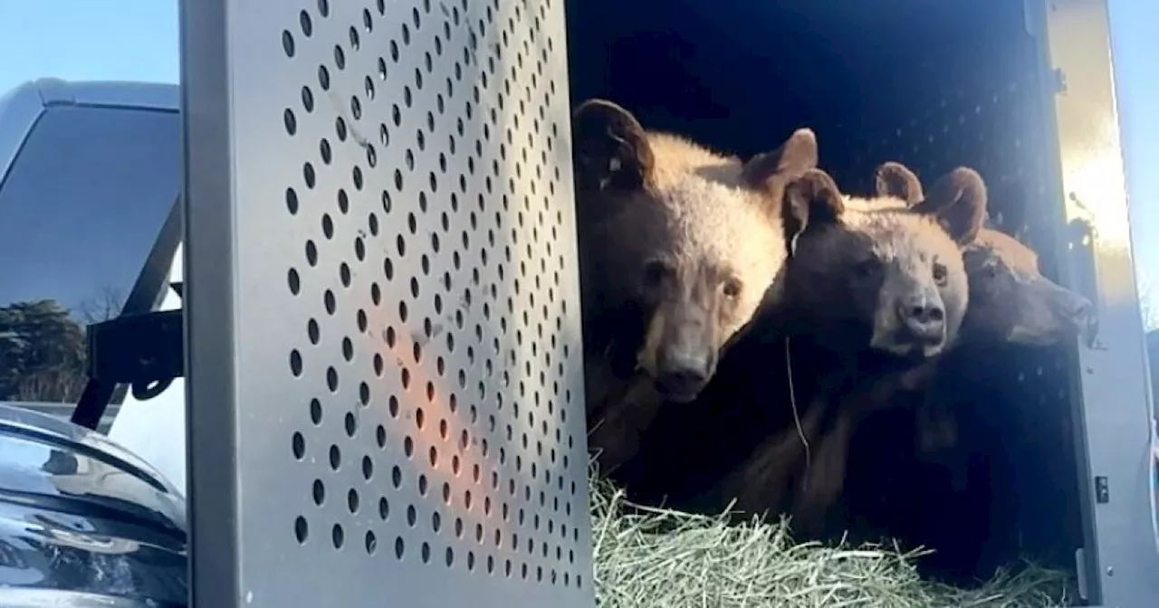 CPW releases five rehabilitated bear cubs outside of Pagosa Springs