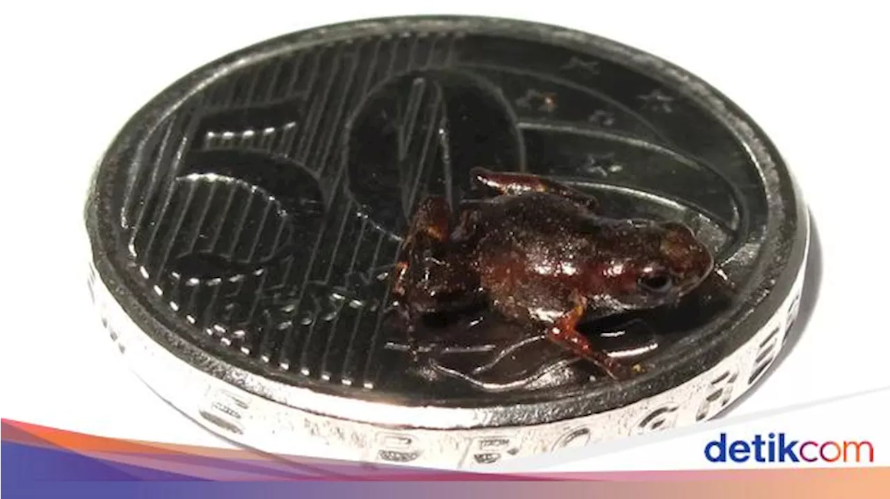 Baru Ditemukan, Hewan Ini Jadi Salah Satu Vertebrata Terkecil di Bumi