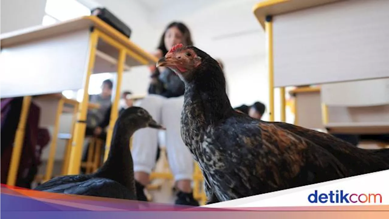 Kala Ayam dan Bebek Bantu Ajarkan Kebaikan Anak-anak di Rumania