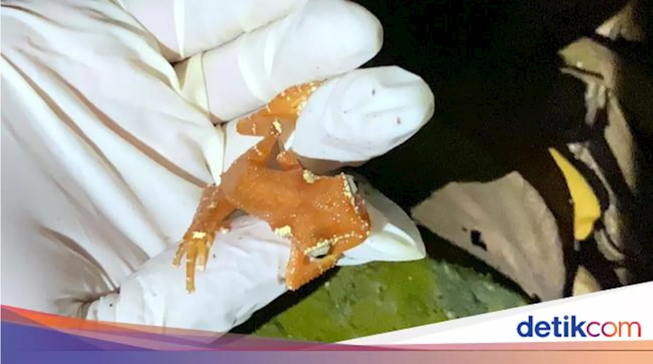 Perbedaan Katak dan Kodok, Ini Cara Mudah Membandingkannya