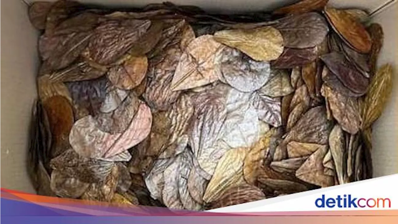 Daun Kering Asal RI Tembus Pasar Inggris, Dipakai buat Apa?