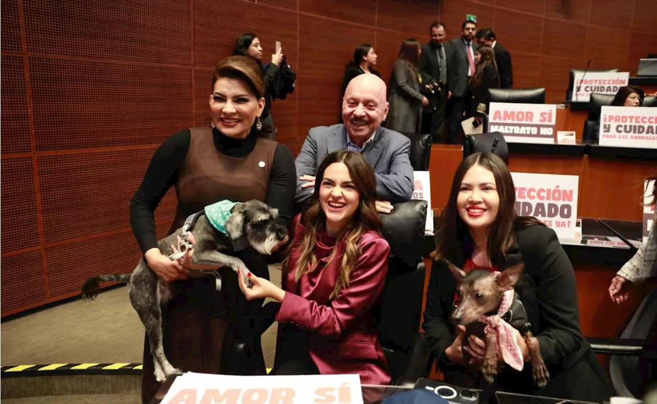 FOTOS: Senado avala reform contra maltrato animal; turna a congresos estatales