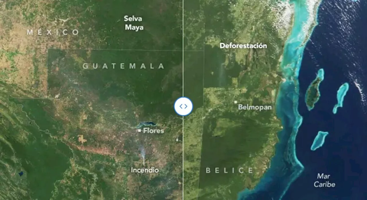 Pérdida de bosques de la Selva Maya ha reducido considerablemente su extensión