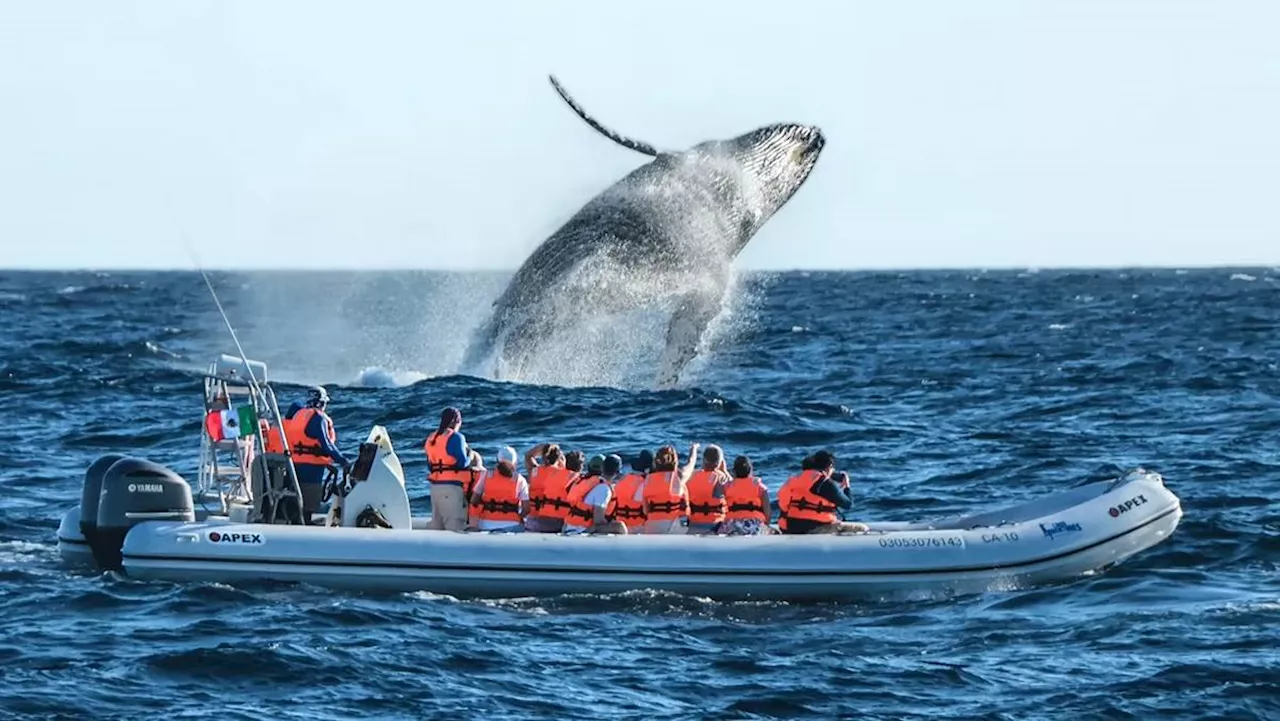 Puerto Vallarta: cuándo empieza la temporada de ballena jorobada