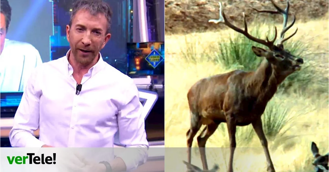 'El Hormiguero' (15.5%) aprovecha su veto al invitado de 'La Revuelta' para ganar contra 12 minutos de animales