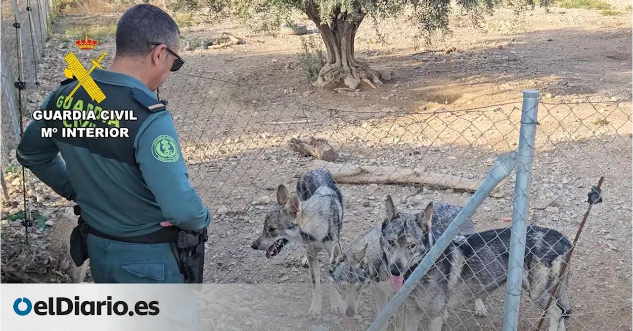 La Guardia Civil sorprende a un vecino de Lorca con cuatro lobos ibéricos como mascotas