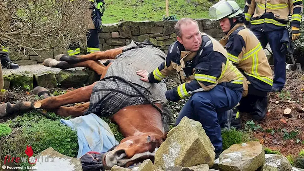 D: Feuerwehr Essen richtet über abschüssigen Hang gestürztes Pferd wieder auf