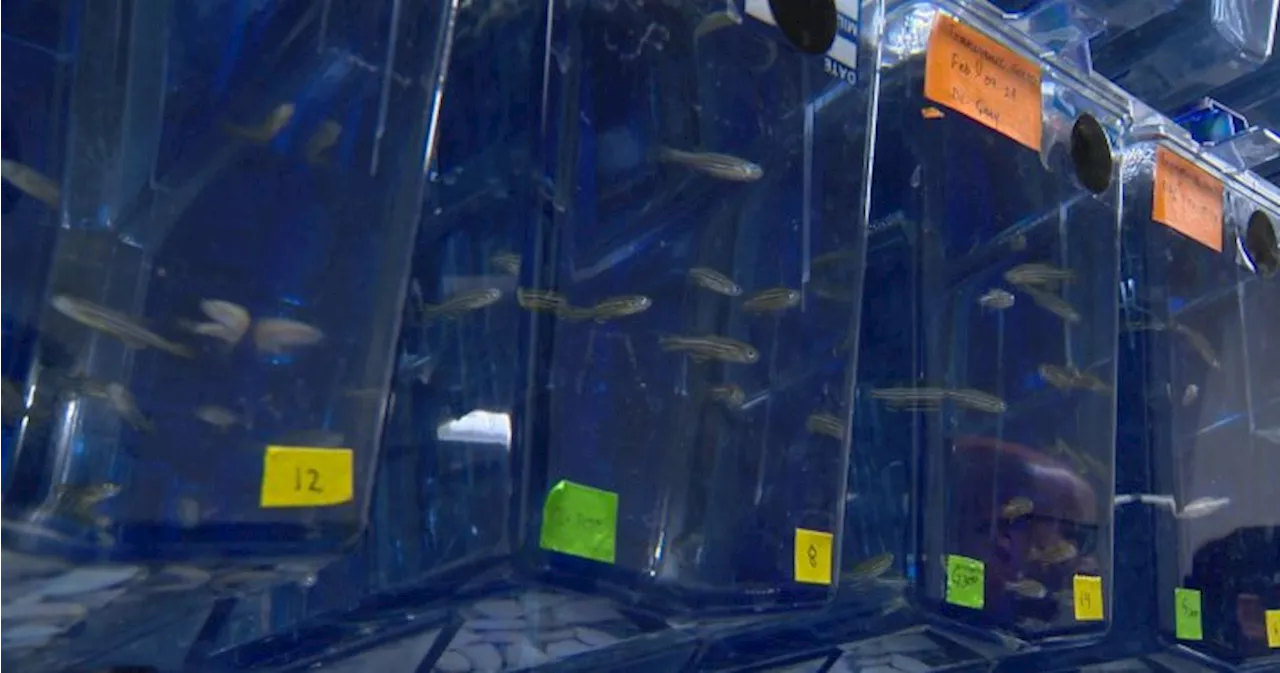 University of Manitoba fish lab studying tooth regrowth