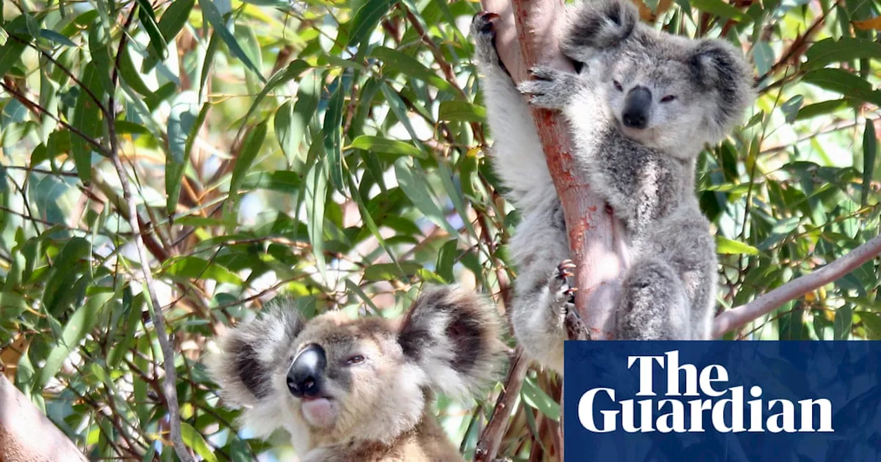 NSW government passes bill to repair ‘broken’ biodiversity offset scheme