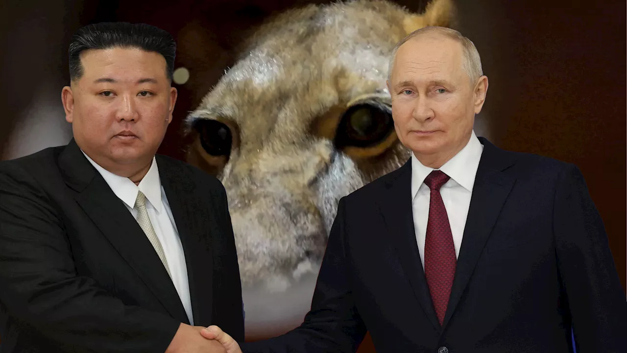 Als Dank für 10.000 Soldaten - Putin schenkt Nordkorea Bären, Kakadus und einen Löwen