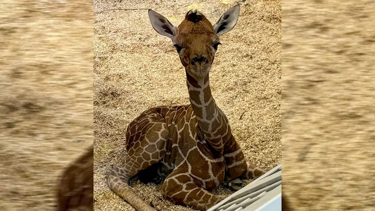 'Kämpfen um sein Überleben' - Große Sorge um Giraffen-Baby in Schönbrunn