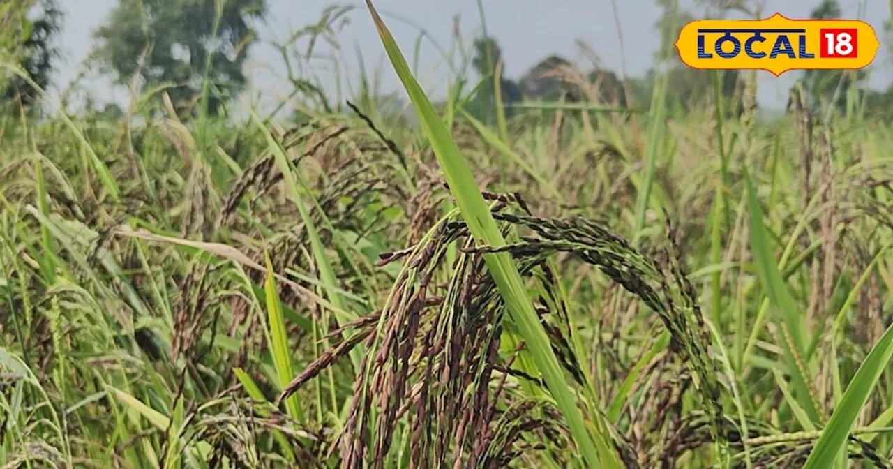 शुगर फ्री होता है यह चावल...भगवान बुद्ध से है कनेक्शन, पकाने पर खुश्बू से भर देता है पूरा घर