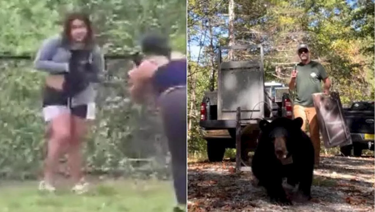 Liberato in natura il cucciolo d’orso staccato da un albero dai turisti per farsi una foto