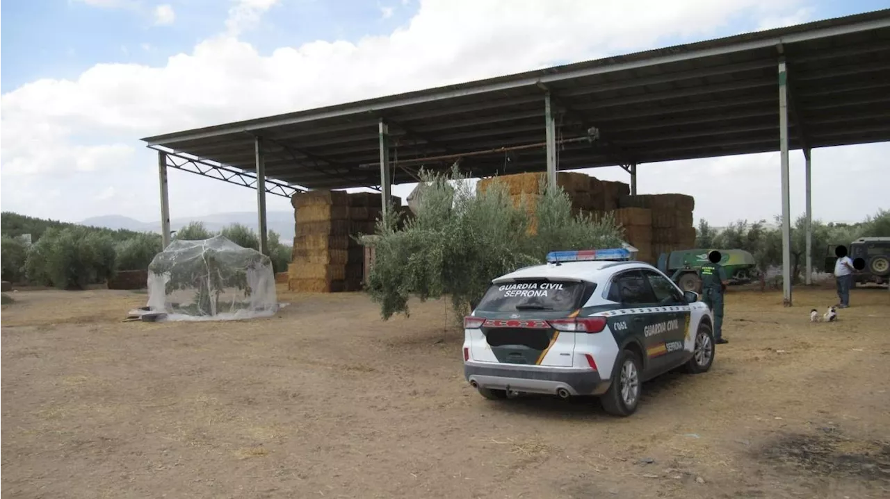 Mueren 13 caballos al comer alimento contaminado en Alcaudete, Jaén